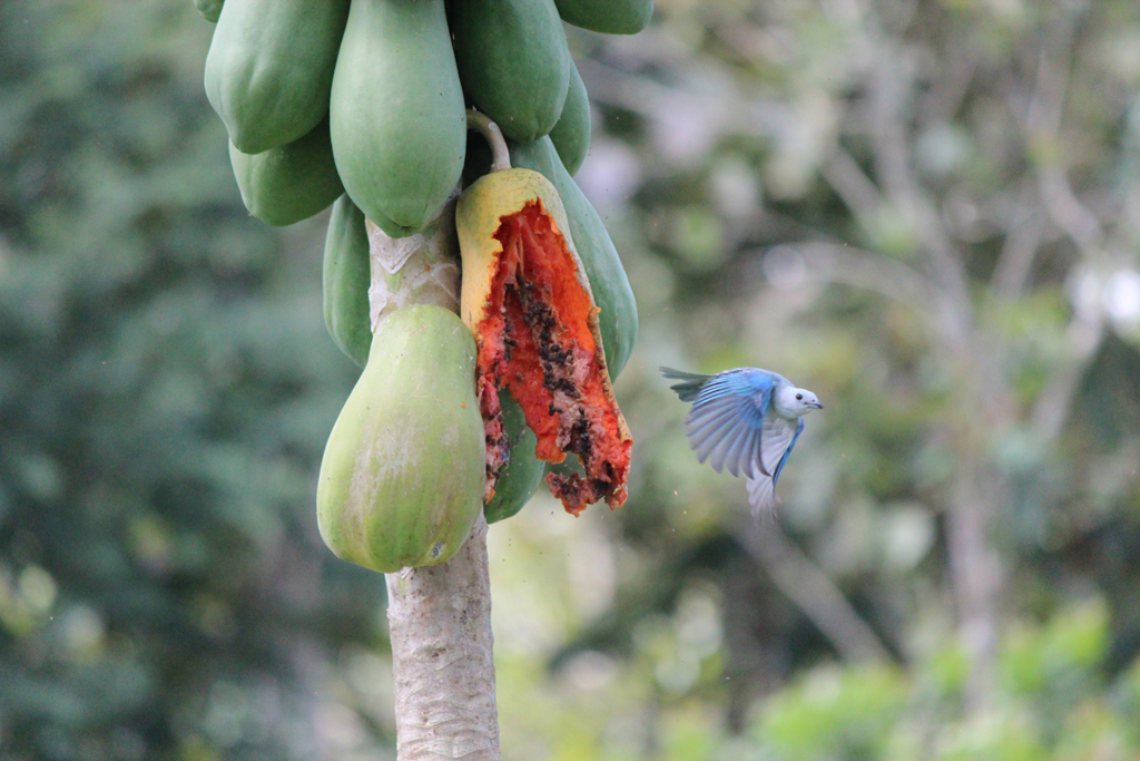 Papayas are a Bird Watcher's Best Friend